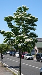 DSC_0684.JPG