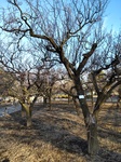 DSC_0676.JPG