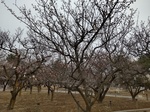 DSC_0685.JPG