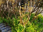 IMG_20250412_164813.jpg