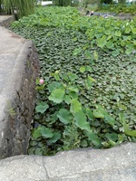 IMG_20250630_073204_1.jpg